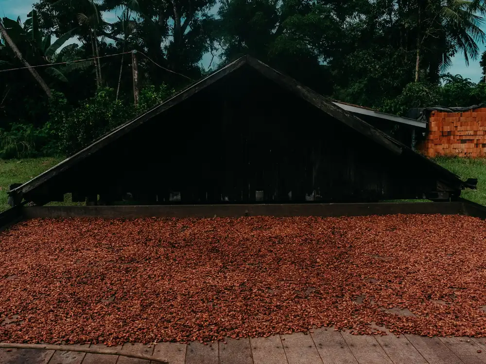 Cocoa beans spread out to dry in front of a timber shed