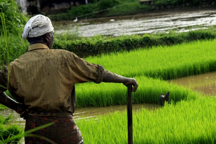 Farmer resting on a hoe beside young rice paddies