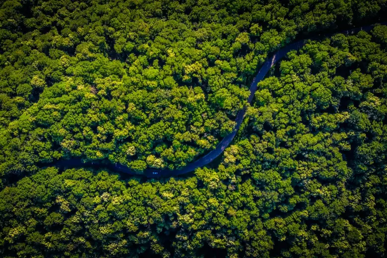 Aerial view of tropical forest cut by a river
