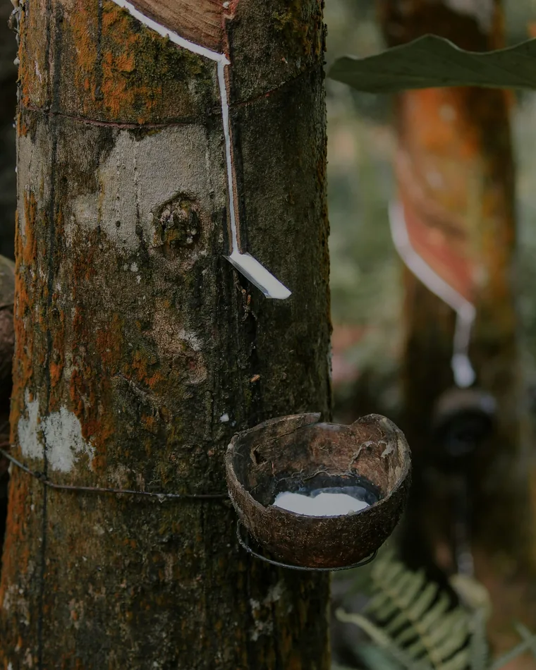 Latex dripping into a cup on a tapped rubber tree