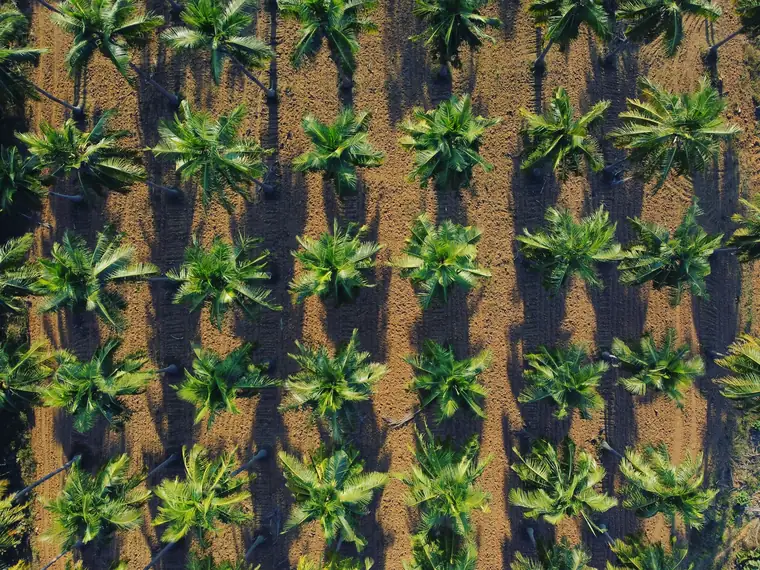 Aerial view of young palm trees planted in rows on bare soil