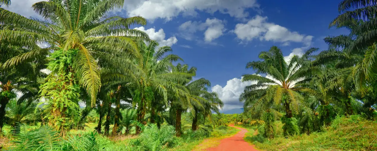 Dirt road through an oil palm plantation