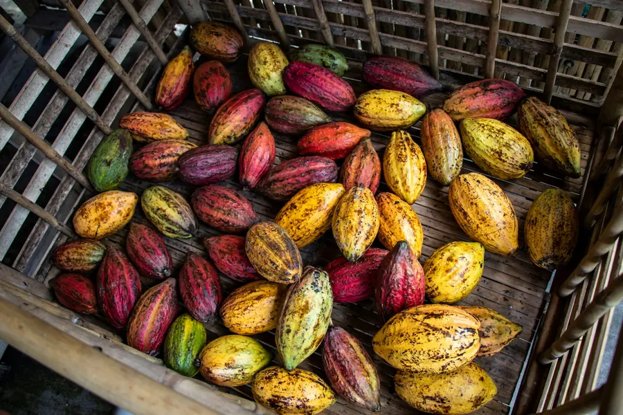 Harvested cocoa pods in a wooden crate