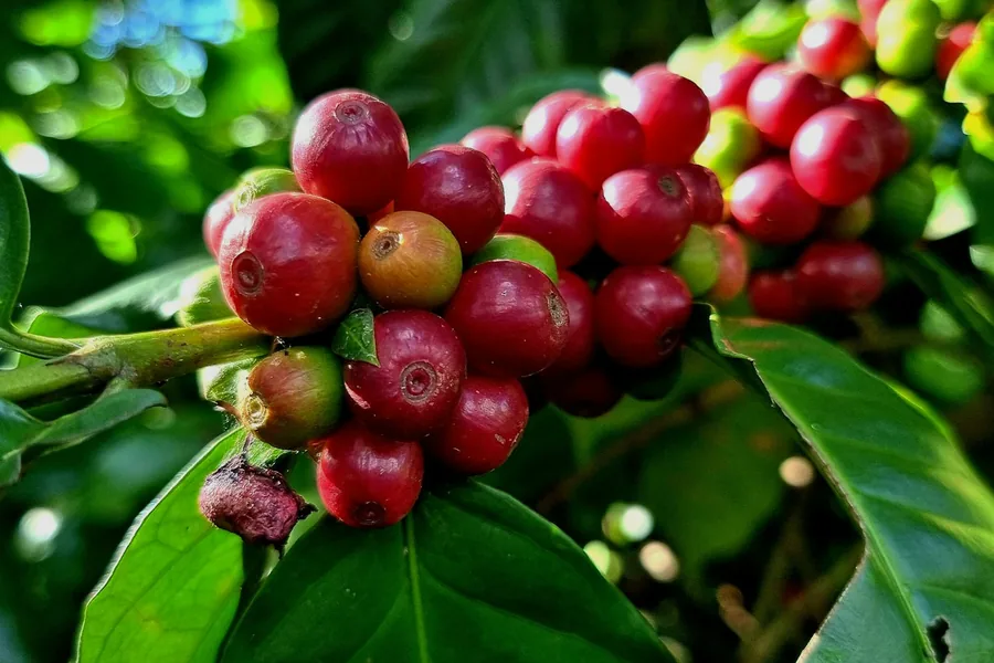 Ripe red coffee cherries on the branch
