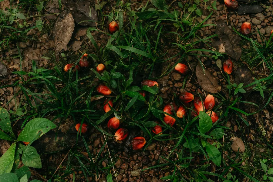 Loose oil palm fruitlets on the ground