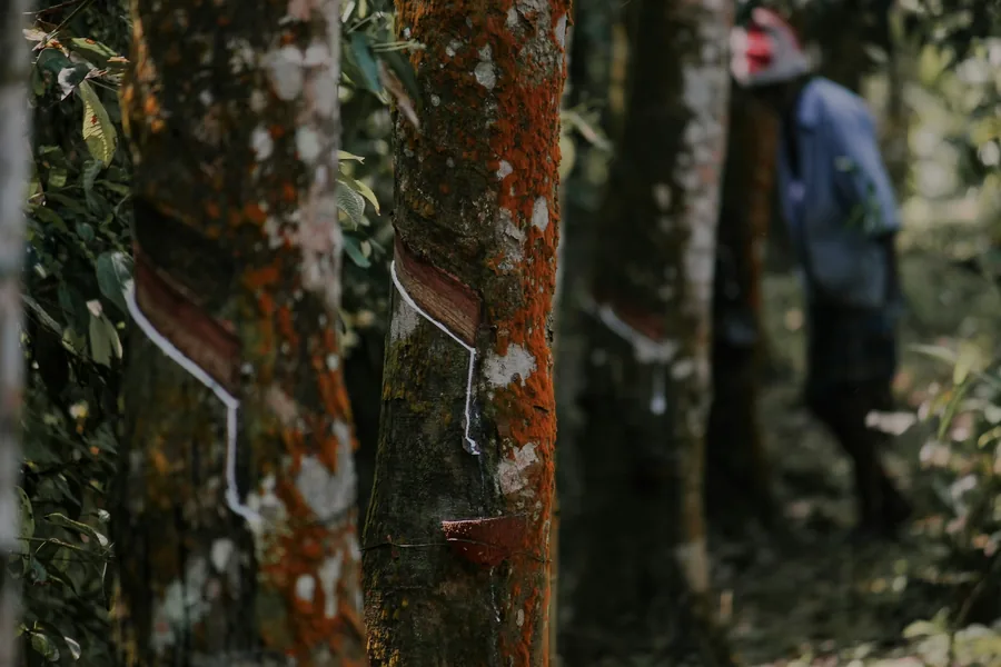 Rubber trees tapped for latex