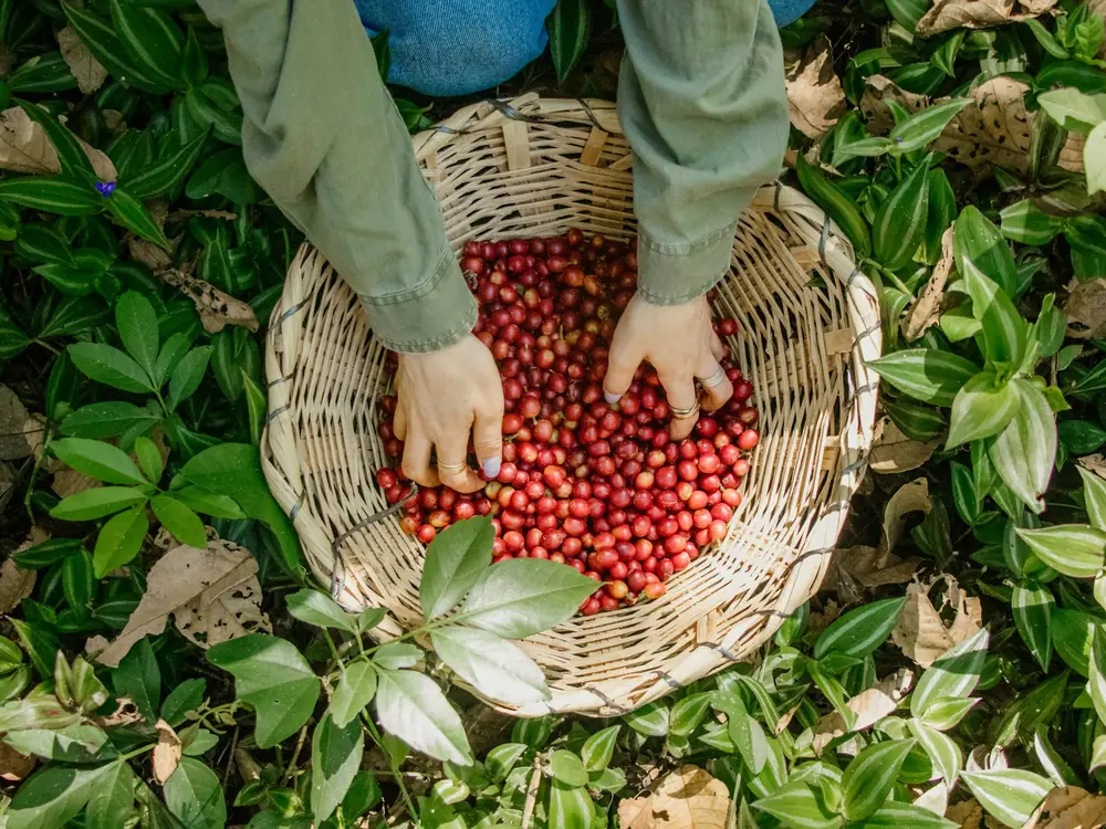 Hands sorting red coffee cherries in a woven basket
