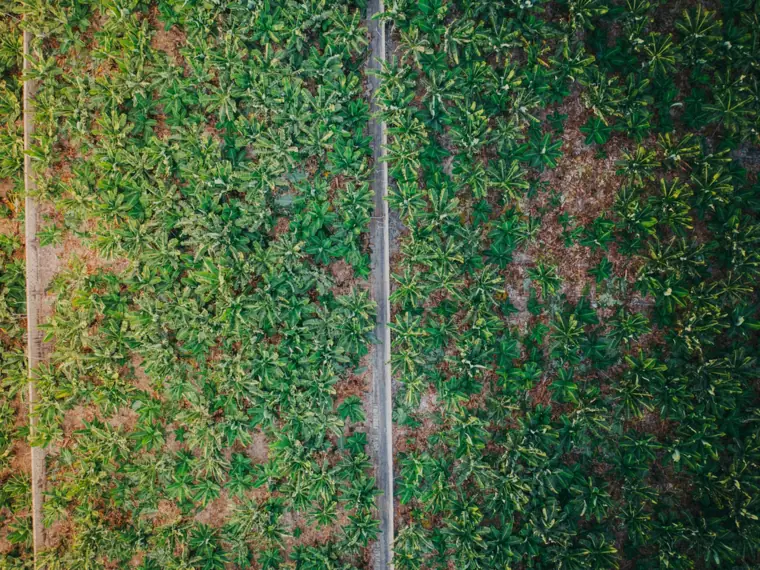 Aerial view of plantation rows divided by farm roads