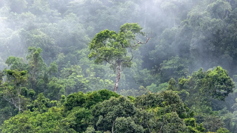 Misty tropical forest canopy