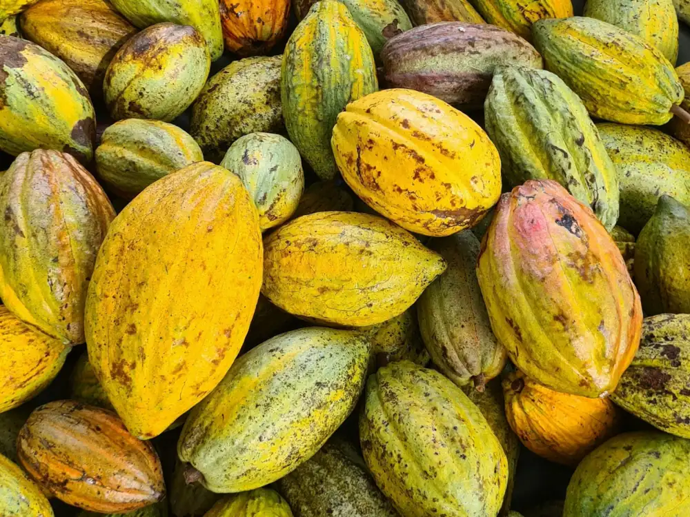 Pile of ripe cocoa pods