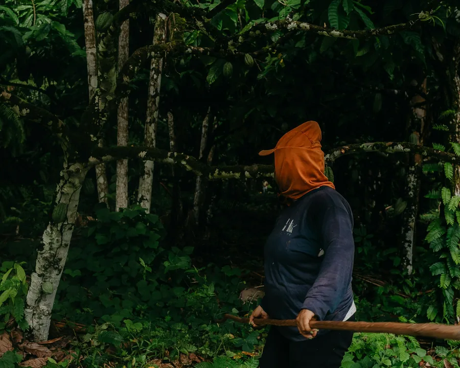 Worker collecting cocoa pods in a tropical plantation
