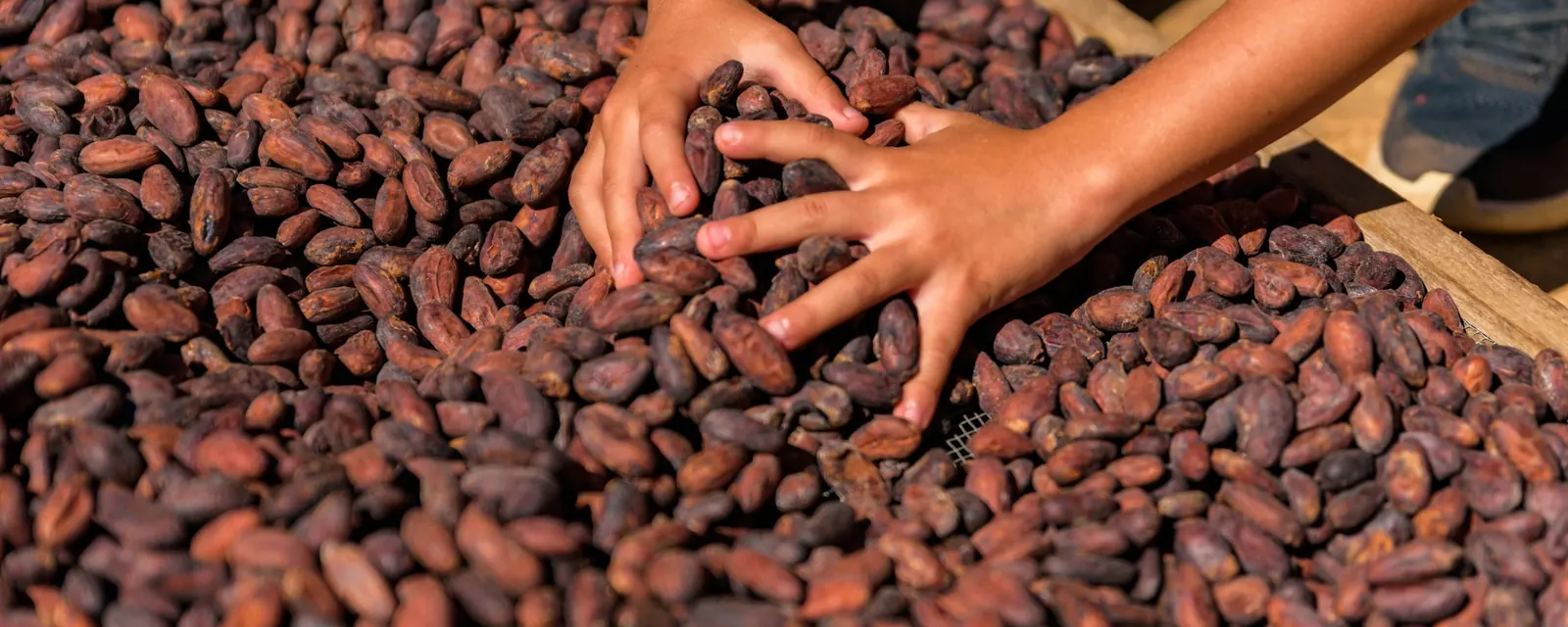 Hands spreading dried cocoa beans on a drying tray