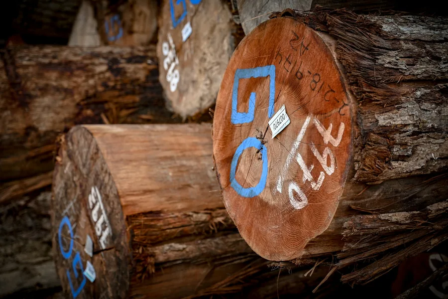 Log ends marked with painted numbers and a tag