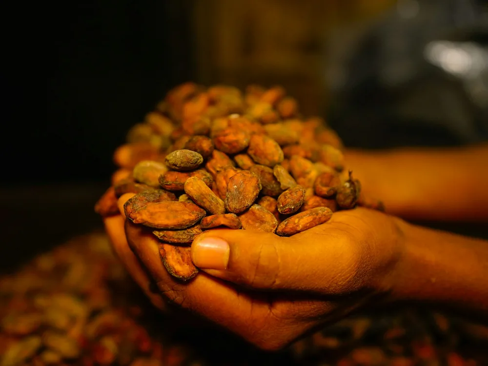 Hands holding a heap of dried cocoa beans in warm light