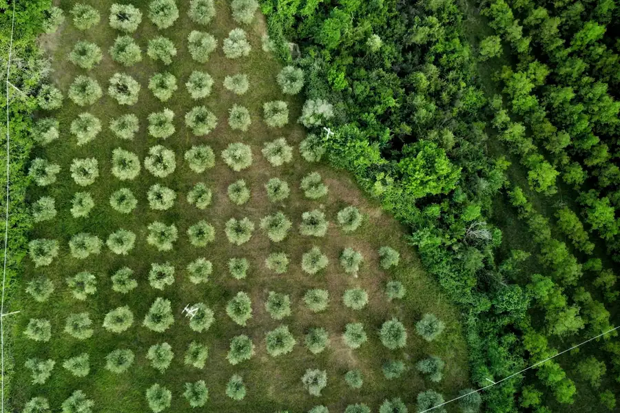 Aerial view of planted tree rows beside a forest edge