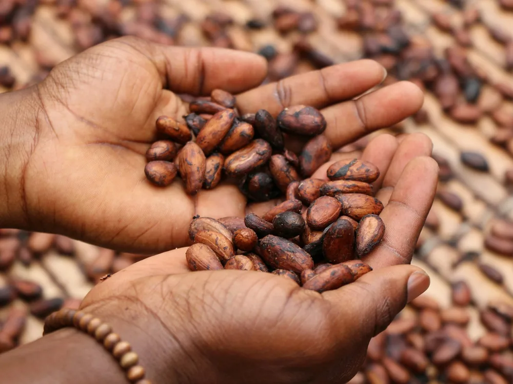 Cupped hands holding dried cocoa beans over more beans