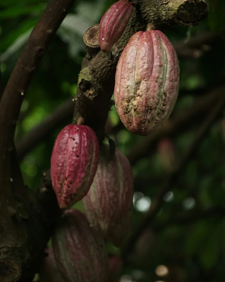 Cocoa pods ripening on the tree
