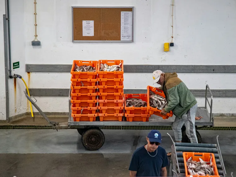 Workers moving crates of fresh fish on a loading trolley