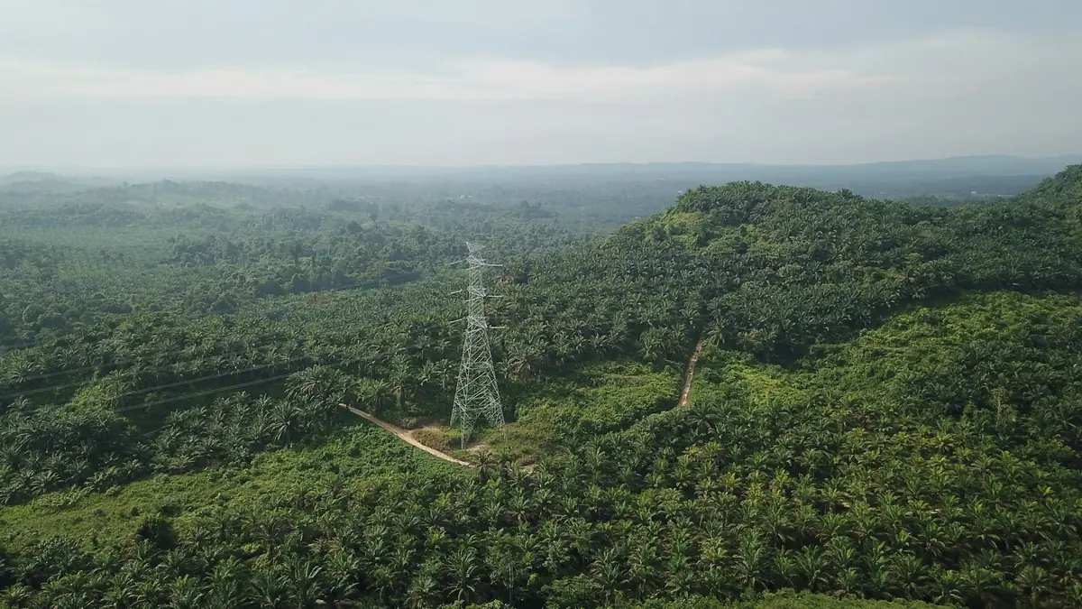 Aerial view of a palm plantation on rolling hills with a power line tower
