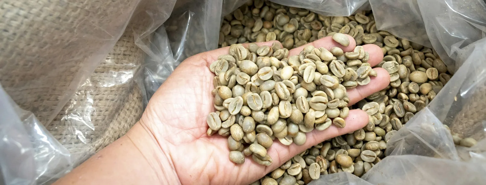Hand holding green coffee beans over an open sack
