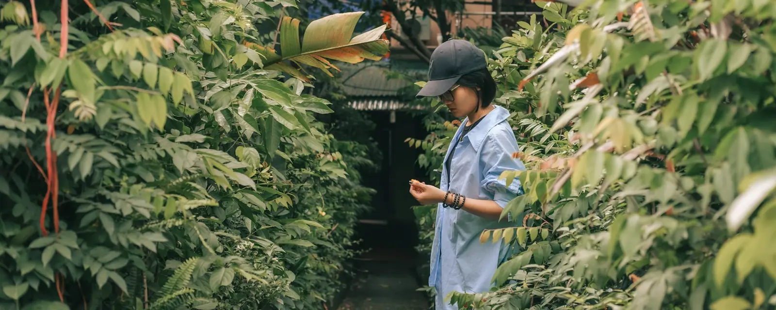 Person checking leaves along a row of dense green plants