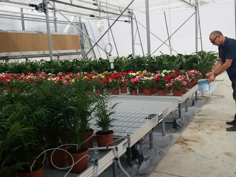 Man tending potted plants on benches in a greenhouse