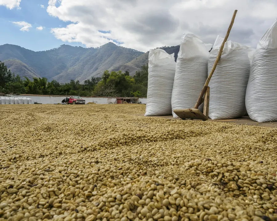 Coffee beans drying on an open yard beside filled sacks, mountains behind