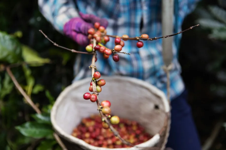 Coffee picker holding a branch of ripe cherries over a bucket
