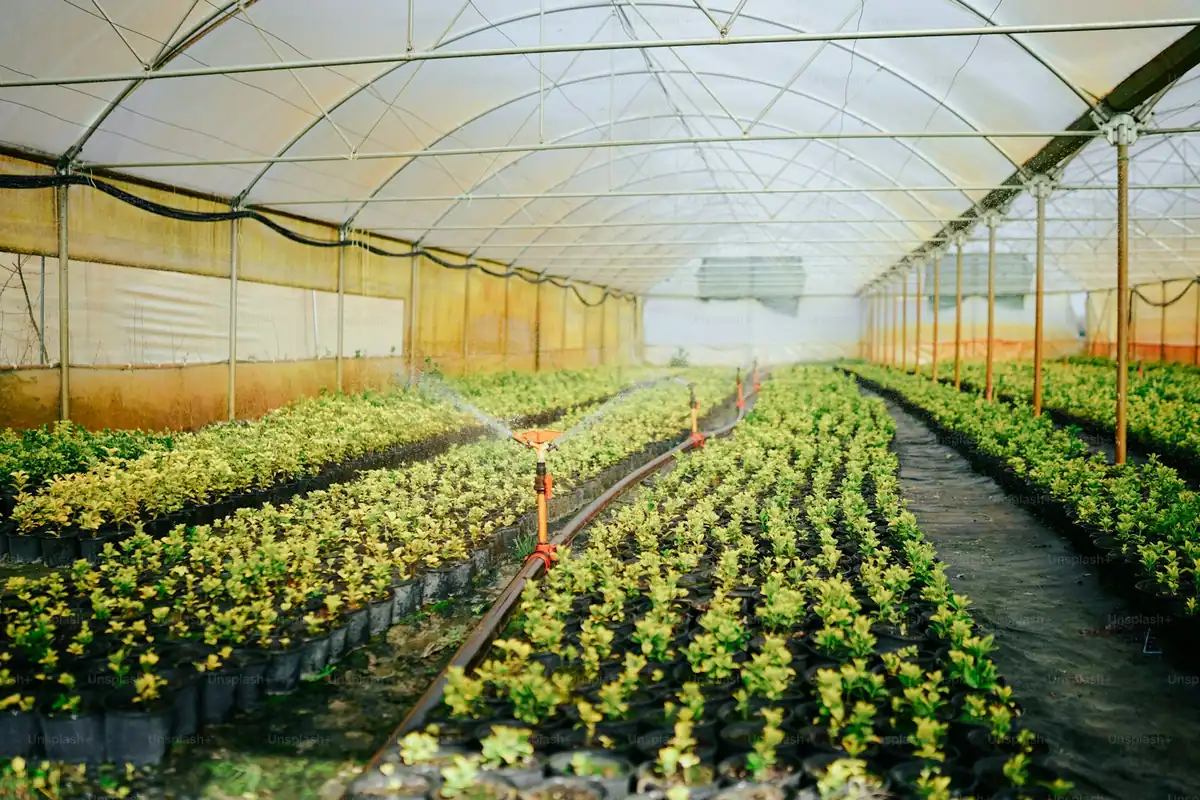 How to Get a Phytosanitary Certificate in Indonesia