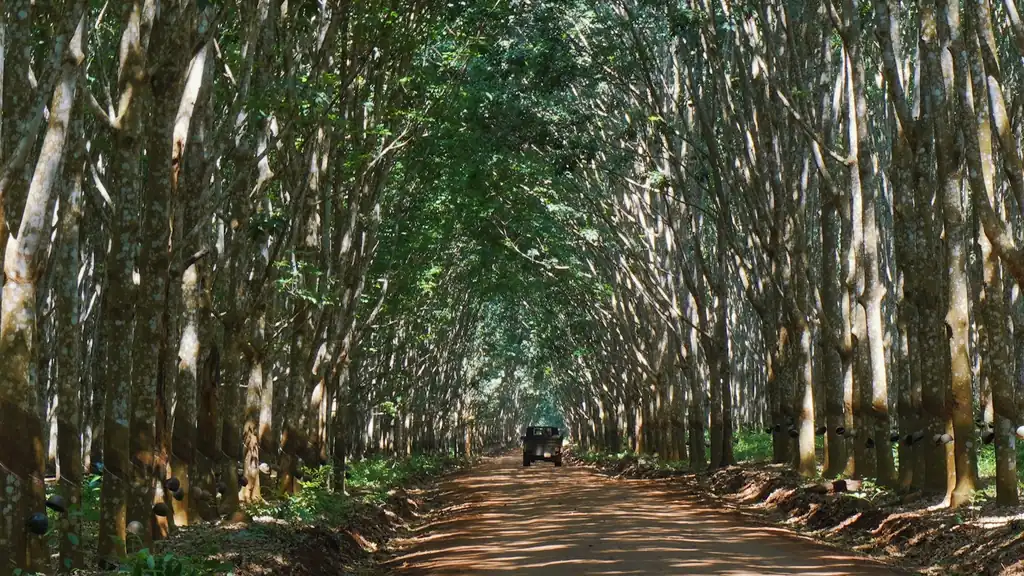 EU Market Entry for Rubber, Coffee, Cocoa Under EUDR