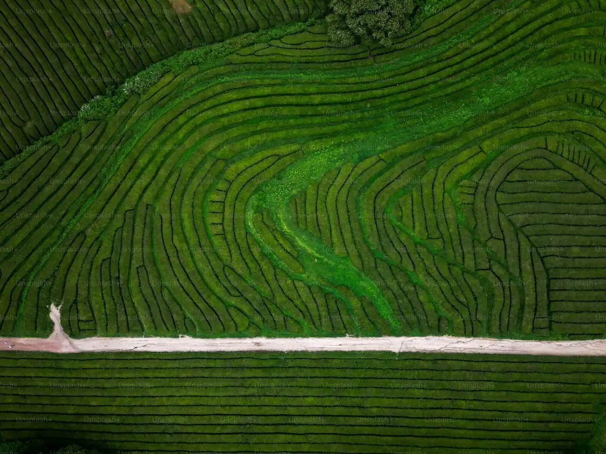 Will Indonesia Get EUDR Low-Risk Status? The Stakes