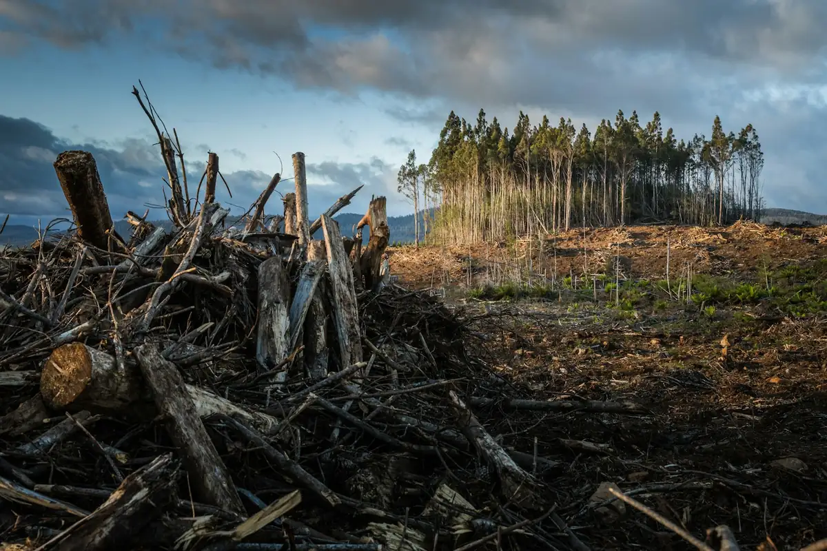 EUDR Penalties and Market Exclusion: Indonesia Risk Outlook