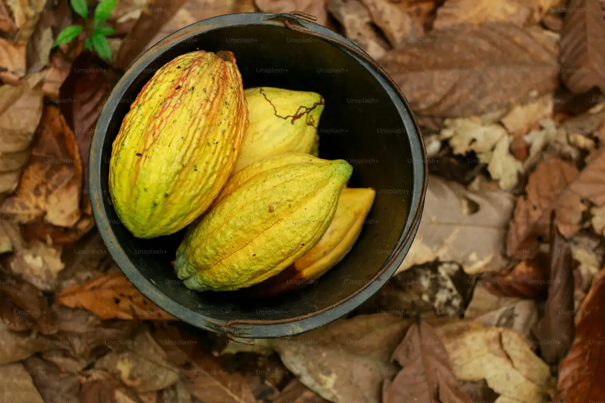 US Market Entry for Indonesian Coffee & Cocoa: 2027 Outlook