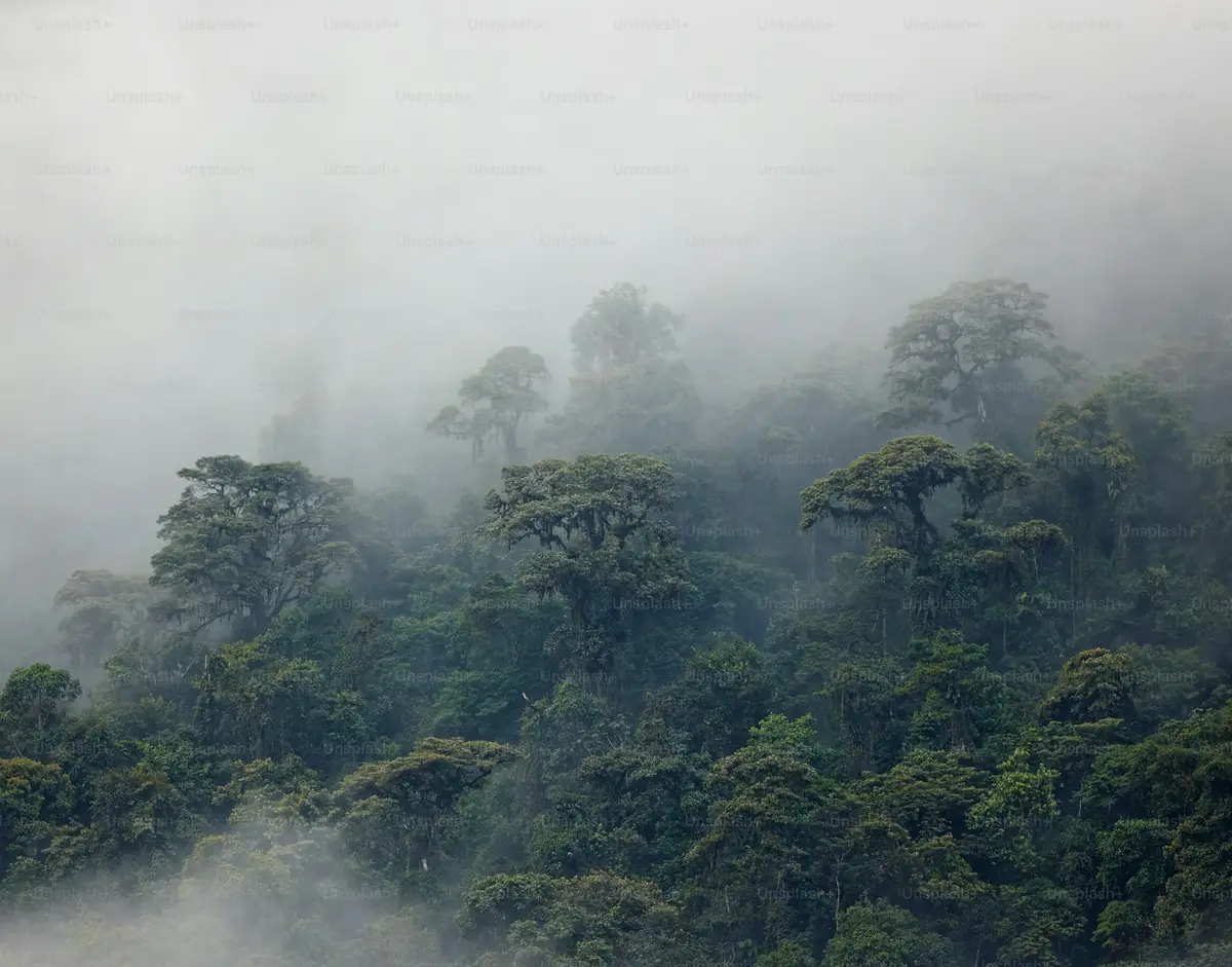 Zero Deforestation Sourcing: Indonesia to EU Post-2026